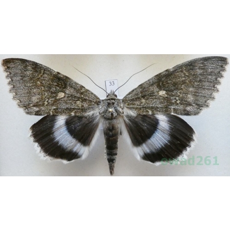 Catocala fraxini (Linnaeus, 1758) male Wstęgówka jesionka ex. ovo Czech 83mm33